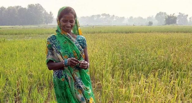 सहनशील चावल उत्तर प्रदेश के किसान का मददगार बना