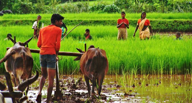 The use of bullocks for farming is decreasing in India. (Photo by Mallika Viegas)