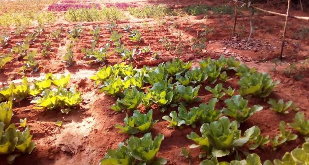 In a Jharkhand district kitchen  gardens  are helping 