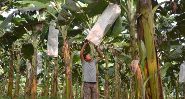 Debabrat Rabha in his banana plantation in Goalpara district. (Photo by Abdul Gani)