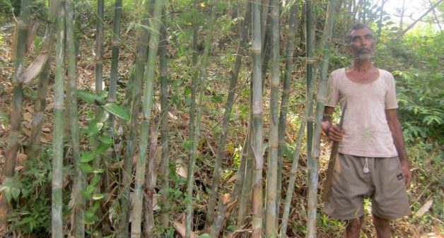 A famer in his bamboo grove in Danoli village of Sindhudurg district. (Photo by Hiren Kumar Bose)