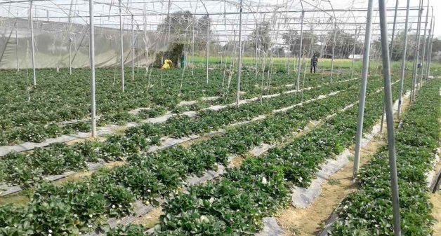 Strawberry cultivation in a drought-prone pocket of Bihar has boosted the local economy. (Photo by Mohd Imran Khan)