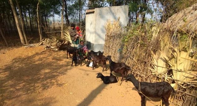 Tribal women in Birbhum have found an alternative source of earning by rearing goats. (Photo by Tagore Society for Rural Development)
