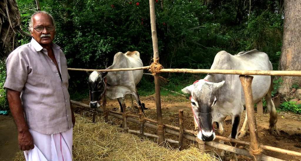 Native cattle breeds gain ground in Tamil Nadu