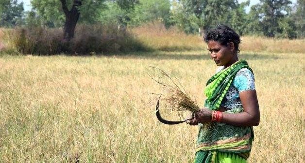 Since most women in rural Odisha do not have titles over land, they are provided no compensation by the government against crop loss (Photo by Basudev Mahapatra)