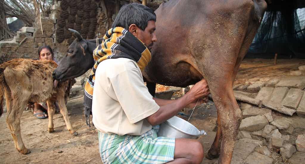 Dairy farming in tribal regions holds enormous promise