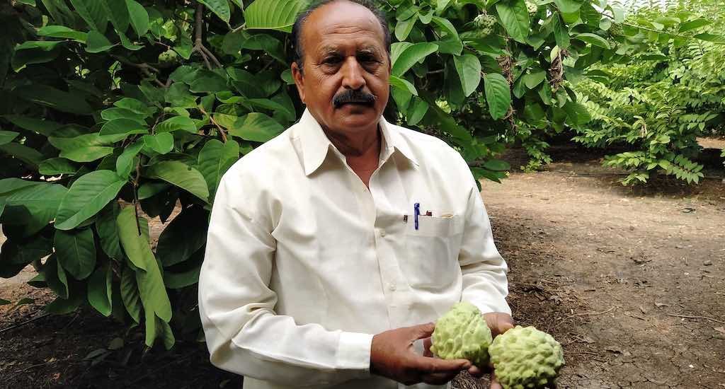 Minimal maintenance and an agro-climatic condition that is ideal, custard apple is one of the preferred crops of farmers like Rajendra Deshmukh of Barshi village