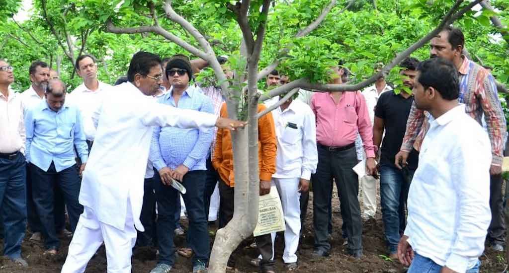Farmers visit Kaspate’s custard apple cultivation to learn more about it and to buy saplings