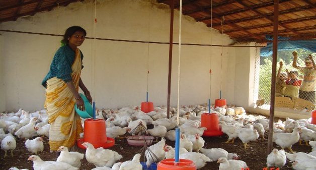 poultry farm business plan in odisha
