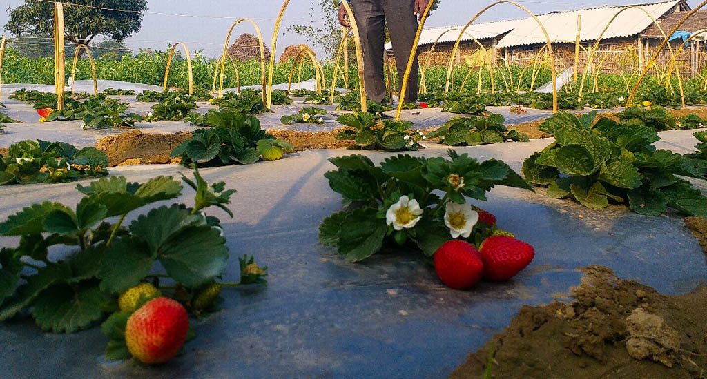 strawberry farming business plan