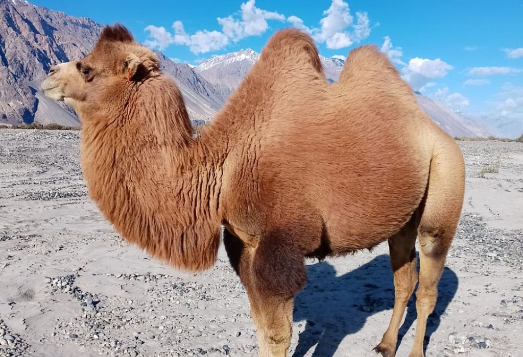 Once a 'burden', double-humped camel is a prized animal in Ladakh today