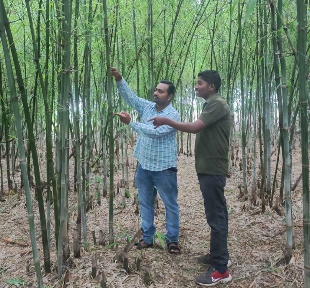 One man's bamboo quest breaks records