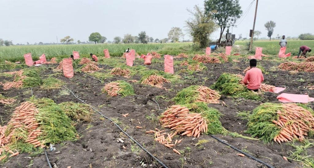 Carrot Farm