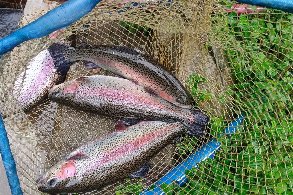 https://www.villagesquare.in/wp-content/uploads/2023/07/04-Freshly-caught-rainbow-trout-fish-in-Kopila-Pandey-farm-Photo-7.jpg