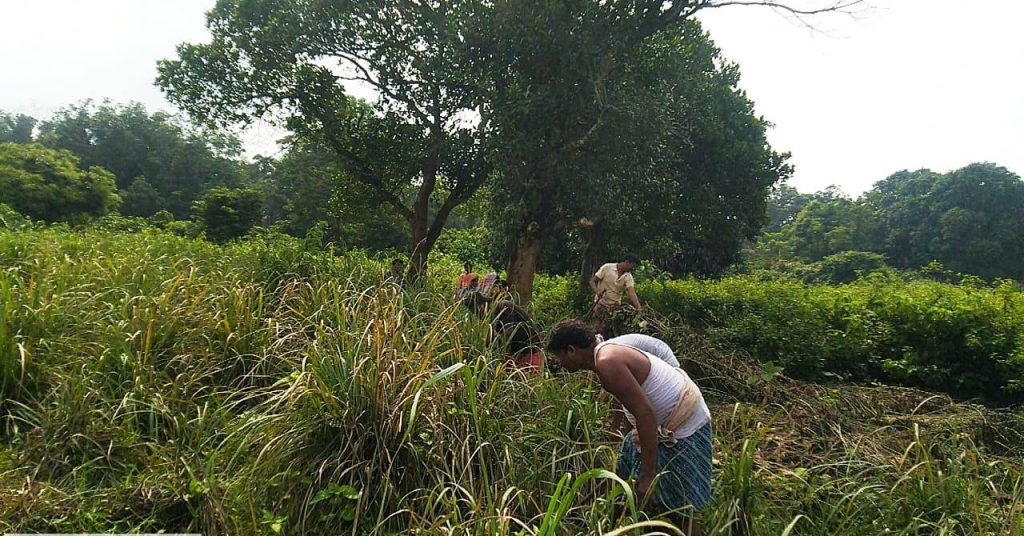 Lemongrass cultivation has changed the lives of hundreds of farmers in Odisha’s Keonjhar district.
