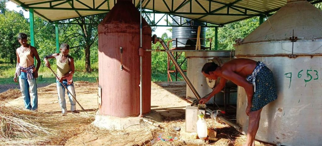 Lemongrass being fed into the oil pressing machine at one end as the extracted oil is collected in a container on the other side.