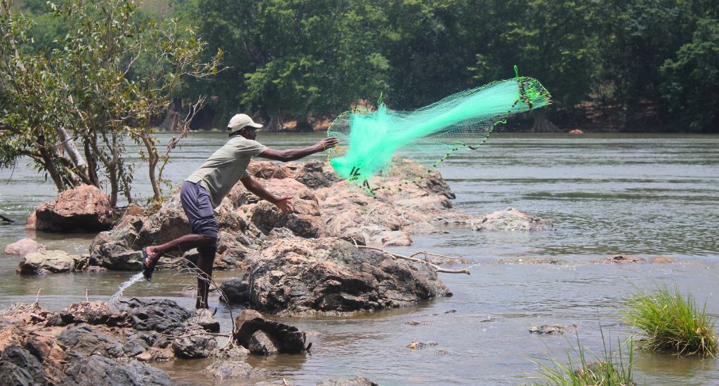 Reviving humpback mahseer in Cauvery's hidden world